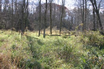 Ein Moor in der Lüneburger Heide